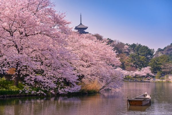 Cherry Blossoms