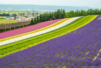 flower fields at Farm Tomita