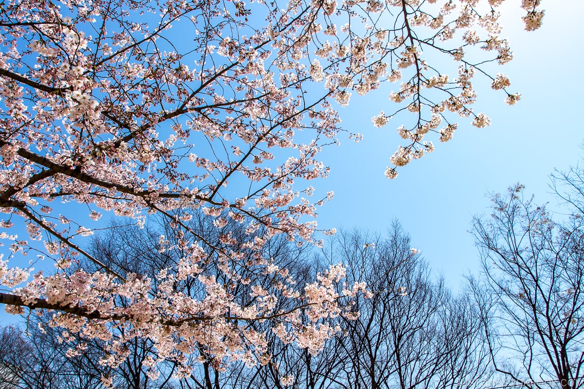 Cherry Blossom in Japan